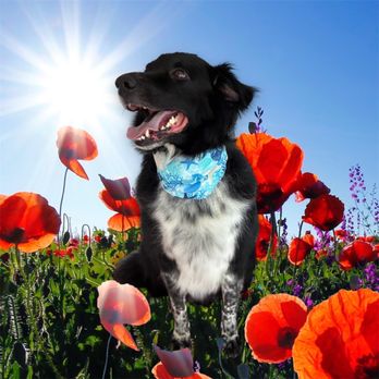4 Perfect Pawz - So cute - Pet Groomers Near Me - Bedford , Ohio 4 Perfect Pawz - So cute - Pet Groomers Near Me - Bedford , Ohio