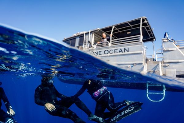 One Ocean Diving by null