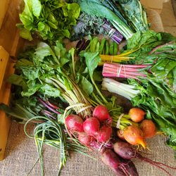 Stillman's Farm - Weekly CSA