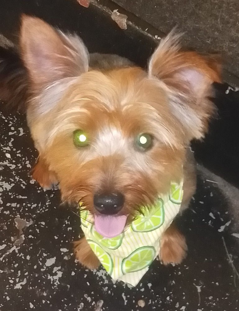 JERSEY GIRL’S PUPS Browns Mills, New Jersey Pet Groomers Phone