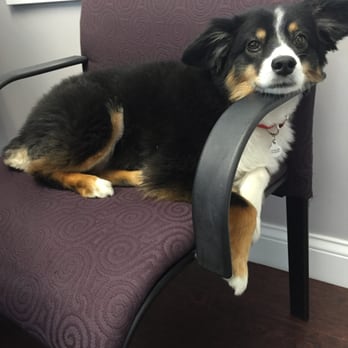 Legal Network Incorporated - Bailey, our office mascot! - Employment Agencies Near Me - Costa Mesa, California Legal Network Incorporated - Bailey, our office mascot! - Employment Agencies Near Me - Costa Mesa, California