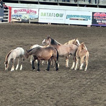 California Rodeo Salinas - The bronco breeding stock.  they are raised to buck - Rodeo Near Me - Salinas, California