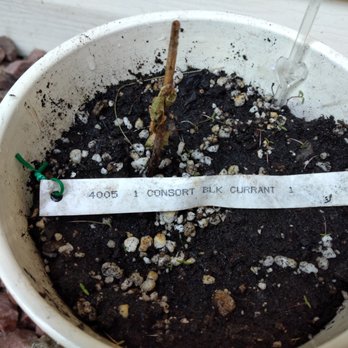 Direct Gardening - Nurseries & Gardening Near Me - Bloomington, Illinois Direct Gardening - Nurseries & Gardening Near Me - Bloomington, Illinois