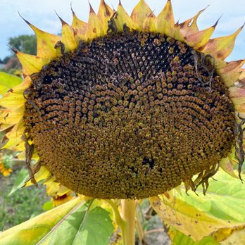 Kreps Apple Barn & Cider Mill - a sunflower in a field - Cideries Near Me - La Salle, Michigan Kreps Apple Barn & Cider Mill - a sunflower in a field - Cideries Near Me - La Salle, Michigan