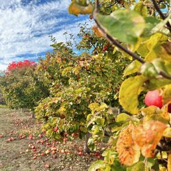 Applegarden Farm Cider Mill - Perfect time to come
