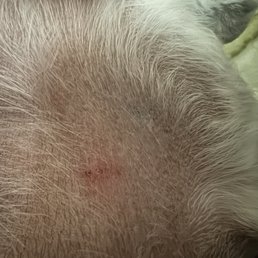 They punctured my dog's skin!