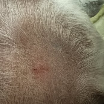 Dream Pet Grooming  - They punctured my dog's skin! - Pet Groomers Near Me - Irvine, California