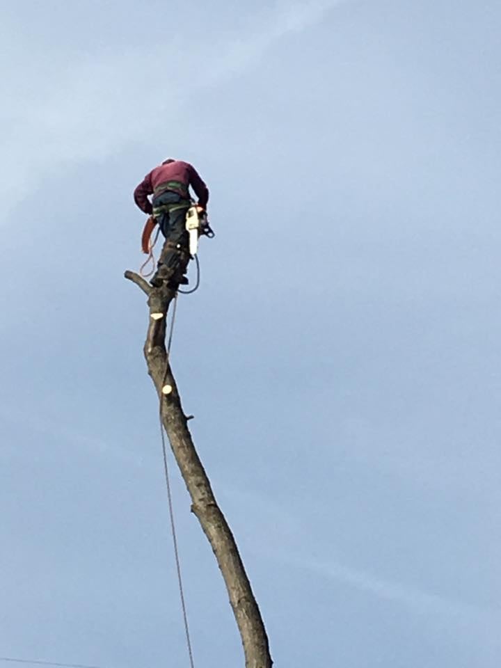Edgar's Tree Services - tree service in Indianapolis, IN