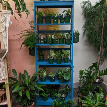 Windowsill - house plant boutique - Nurseries & Gardening Near Me - Salem, Oregon Windowsill - house plant boutique - Nurseries & Gardening Near Me - Salem, Oregon
