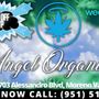 Photo of Angel Organics