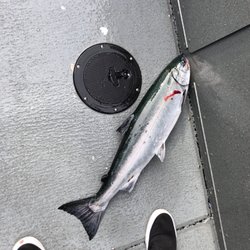 Compass Rose Charters - Blood on deck!