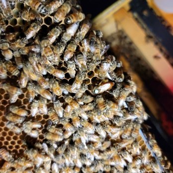 Orange County Beekeeping Supplies - 2025 Italian queen sold by OC Beekeeping supplies... see if you can spot her - Nurseries & Gardening Near Me - Fullerton, California Orange County Beekeeping Supplies - 2025 Italian queen sold by OC Beekeeping supplies... see if you can spot her - Nurseries & Gardening Near Me - Fullerton, California