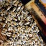 Orange County Beekeeping Supplies