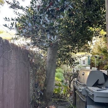 Novato Tree Service - Tree Services Near Me Novato Tree Service - Tree Services Near Me