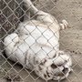 Photo of Tiger World
