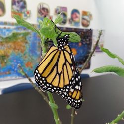 Back to Basics Learning Programs
