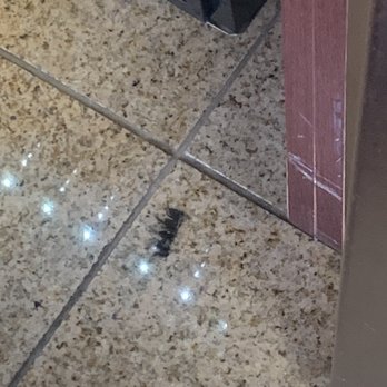 Ramada by Wyndham Baltimore West - Another fake eyelash in the lobby. We had to wait 20 minutes in line to check in. - Hotels Near Me - Baltimore, Maryland Ramada by Wyndham Baltimore West - Another fake eyelash in the lobby. We had to wait 20 minutes in line to check in. - Hotels Near Me - Baltimore, Maryland
