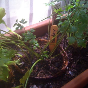 Rose Red And Lavender - My awesome new indoor kitchen herb garden. - Florists Near Me - Cold Spring, New York