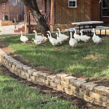 The Exotic Resort Zoo - Geese that greeted us multiple times a day - Tours Near Me - Johnson City, Texas The Exotic Resort Zoo - Geese that greeted us multiple times a day - Tours Near Me - Johnson City, Texas