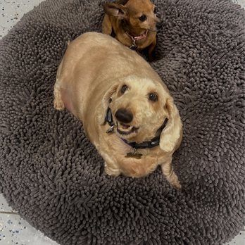 Bentley's Ruff House - #twins - Pet Boarding Near Me - Roseville, California Bentley's Ruff House - #twins - Pet Boarding Near Me - Roseville, California