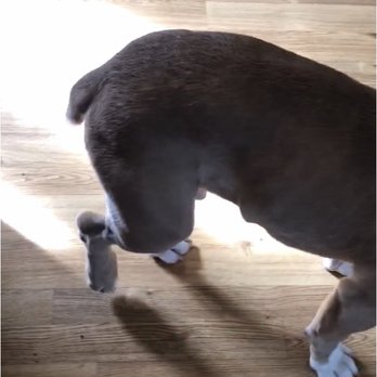 4 Paws Dog Day Care - My puppy Maxx limping and in pain after a few hours at 4 Paws - Pet Boarding Near Me - Tigard, Oregon 4 Paws Dog Day Care - My puppy Maxx limping and in pain after a few hours at 4 Paws - Pet Boarding Near Me - Tigard, Oregon