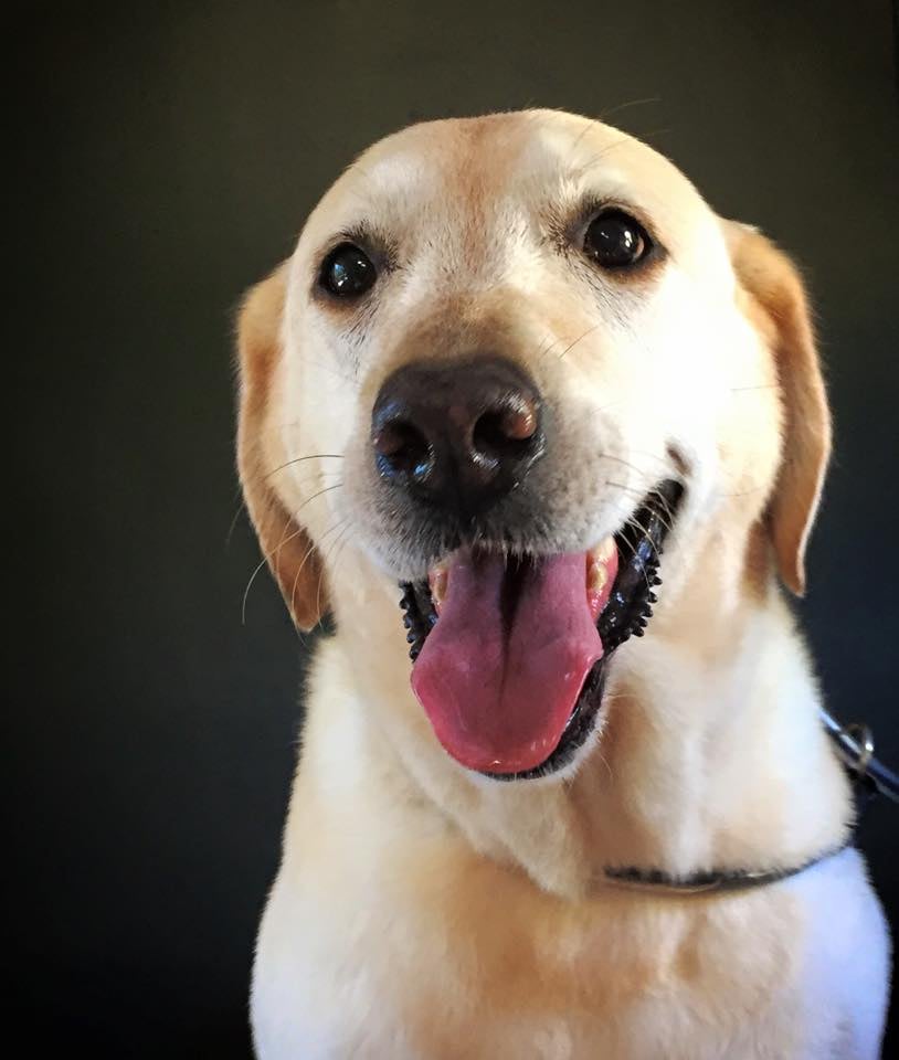 POLKA DOT POODLE MOBILE GROOMING Updated September 2024 34 Photos