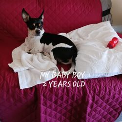 Red Bank Animal Hospital