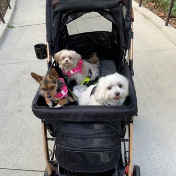 PoochMatch - Pet Adoption Near Me
