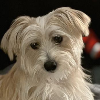 Las Vegas Spaw - Before - Pet Groomers Near Me - Las Vegas, Nevada