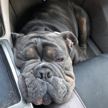 pet food express shots