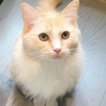 Park Slope Kitty Sitter - Pet Sitting Near Me - Brooklyn, New York Park Slope Kitty Sitter - Pet Sitting Near Me - Brooklyn, New York