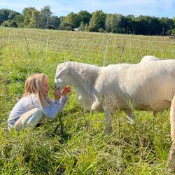 Rebel Pastures - Sheep on pasture