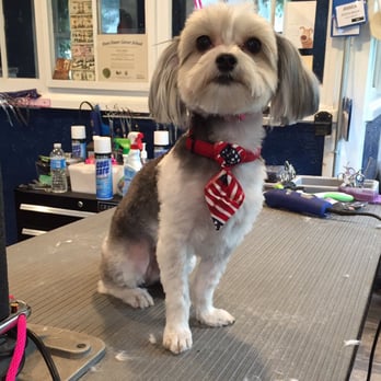 Maltese Yorkie 4th Of July Haircut Yelp