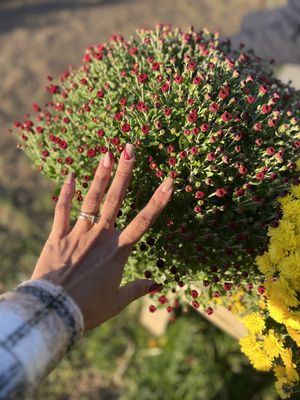 Hank's Pumpkintown by null