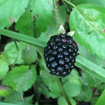 Oyster Creek Park - Dewberries growing! - Parks Near Me - Sugar Land, Texas Oyster Creek Park - Dewberries growing! - Parks Near Me - Sugar Land, Texas