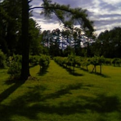 Auman’s Vineyards - Auman Vineyards in Fayetteville, North Carolina