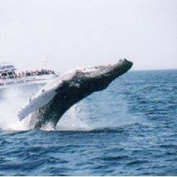 Capt Bill & Sons Whale Watch