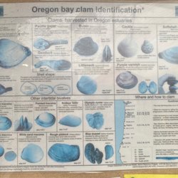 Port of Garibaldi - Oregon Clams