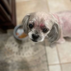 Rhonda's Grooming Salon