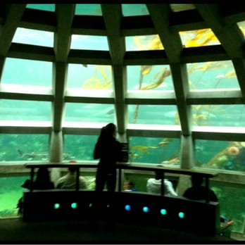Seattle Aquarium - SEATTLE AQUARIUM! - Aquariums Near Me - Seattle, Washington Seattle Aquarium - SEATTLE AQUARIUM! - Aquariums Near Me - Seattle, Washington