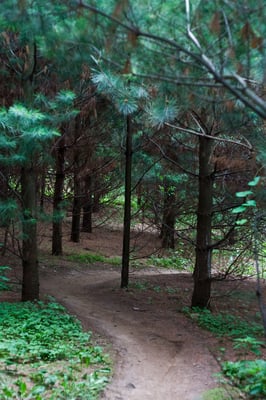 Kelso Conservation Area by null