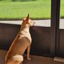Photo of Tailwagger Pet Grooming