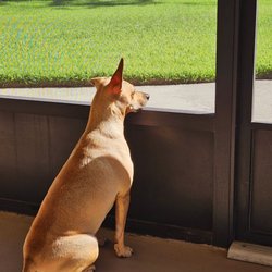 Tailwagger Pet Grooming - My Scooby!