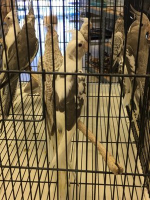 Carol's Pet Center by null