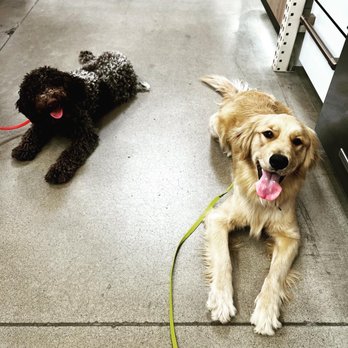 Mighty Dog Services - Pet Boarding Near Me - Portland, Tennessee Mighty Dog Services - Pet Boarding Near Me - Portland, Tennessee