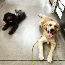 Mighty Dog Services