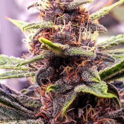 Midnight Dispensary