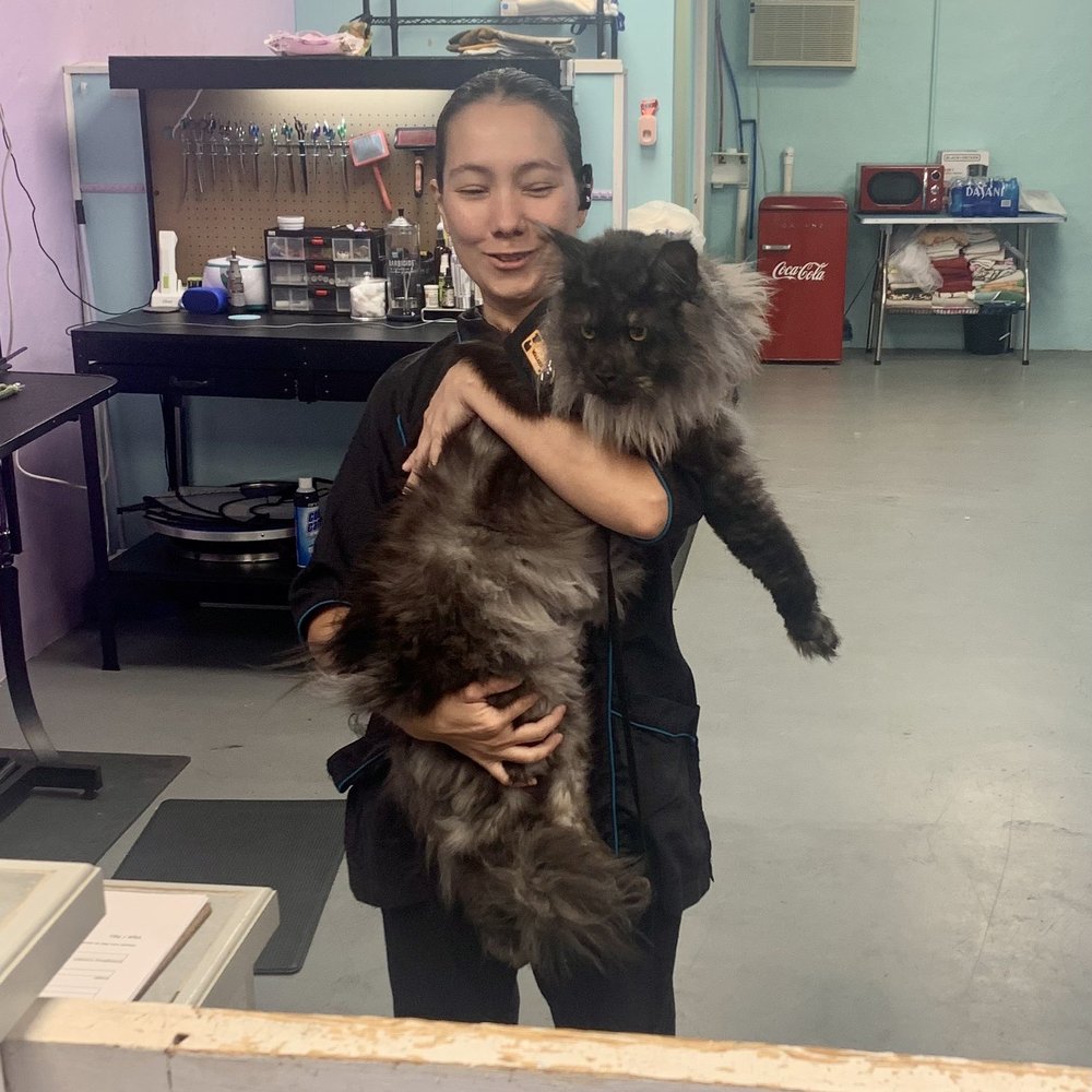 The Catwalk Pet Spa - Pet Groomers Near Me - Lexington, South Carolina The Catwalk Pet Spa - Pet Groomers Near Me - Lexington, South Carolina