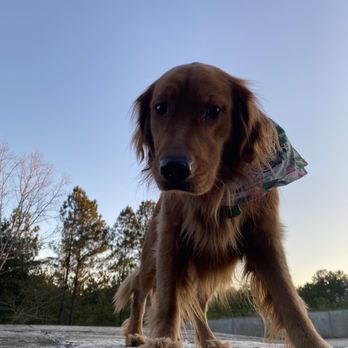 Shelby Humane - sophie dailey - Animal Shelters Near Me - Columbiana, Alabama Shelby Humane - sophie dailey - Animal Shelters Near Me - Columbiana, Alabama