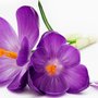 J & D Marsay Flowers